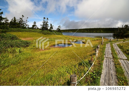 八幡平の植物  106985272