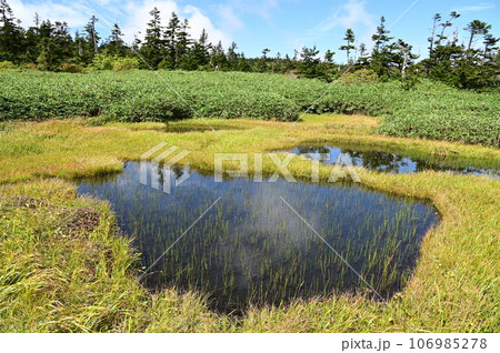 八幡平の植物  106985278