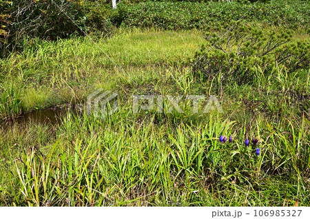 八幡平の植物 　エゾオヤマリンドウ 106985327