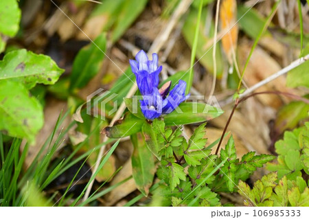 八幡平の植物 　エゾオヤマリンドウ 106985333