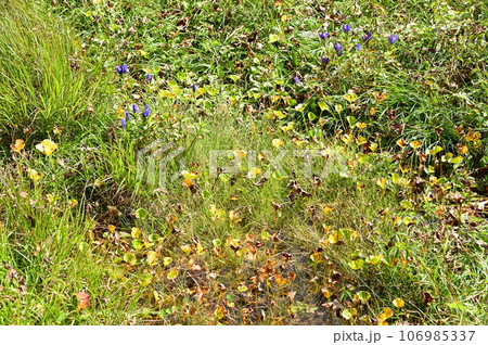 八幡平の植物 　エゾオヤマリンドウ 106985337