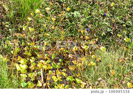 八幡平の植物 　エゾオヤマリンドウ 106985338