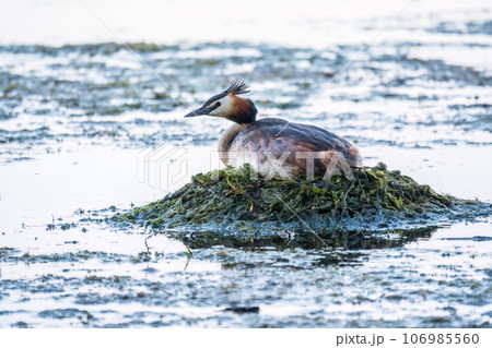 Great Crested Grebe, Podiceps cristatus, water bird sitting on the nest, nesting time on the green lake Great Crested Grebe, Podiceps cristatus, water bird sitting on the nest, nesting time on the green lake 106985560