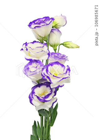 【トルコギキョウ】 (深度合成) 106985671