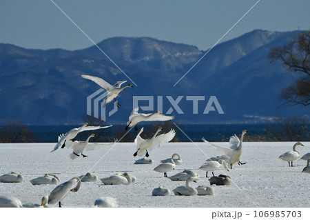 猪苗代湖の白鳥 猪苗代湖の白鳥 106985703