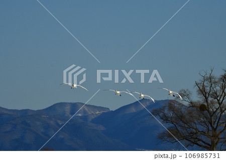 猪苗代湖の白鳥 106985731