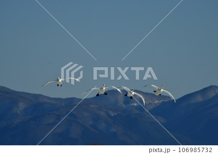 猪苗代湖の白鳥 106985732