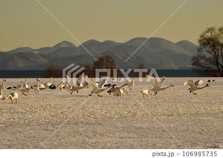 猪苗代湖の白鳥 106985735