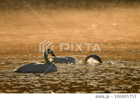 猪苗代湖の白鳥 猪苗代湖の白鳥 106985753