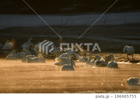 猪苗代湖の白鳥 106985755