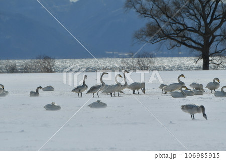 猪苗代湖の白鳥 猪苗代湖の白鳥 106985915