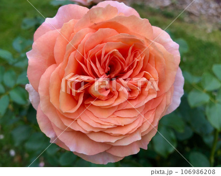 オレンジ色の薔薇を接写 オレンジ色の薔薇を接写 106986208