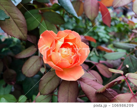 小さなオレンジの薔薇 小さなオレンジの薔薇 106986209