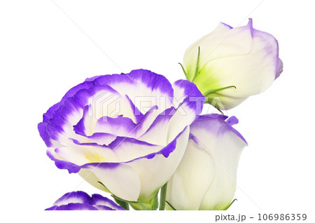 【トルコギキョウ】 (深度合成) 106986359