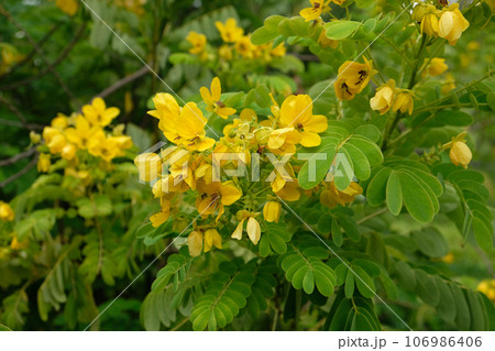 Yellow flower of Cassia surattensis, a genus of flowering plants Yellow flower of Cassia surattensis, a genus of flowering plants 106986406