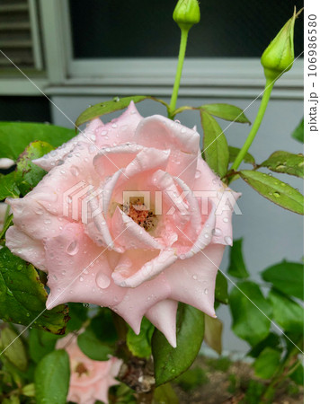 雨に濡れたライトピンクの薔薇 雨に濡れたライトピンクの薔薇 106986580