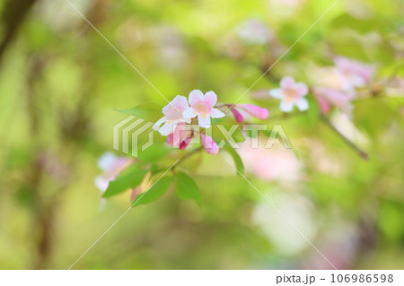 ショウキウツギの花 106986598