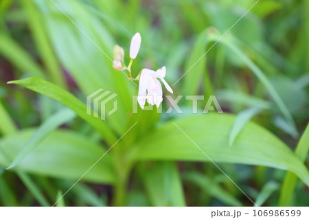 白色シランの花 白色シランの花 106986599