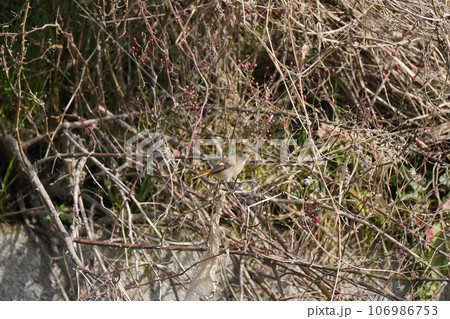 ジョウビタキ 106986753