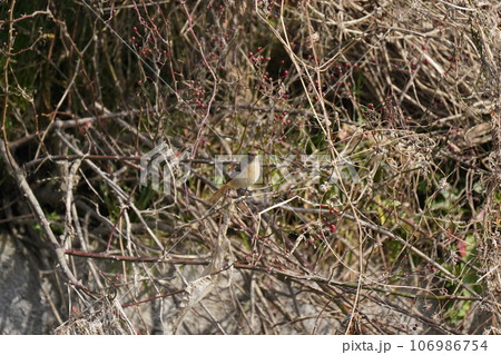 ジョウビタキ 106986754