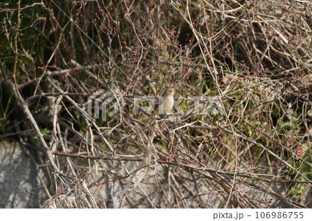 ジョウビタキ 106986755