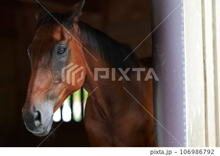 馬小屋から顔を出す馬 馬小屋から顔を出す馬 106986792
