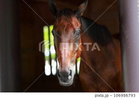 馬小屋から顔を出す馬 馬小屋から顔を出す馬 106986793