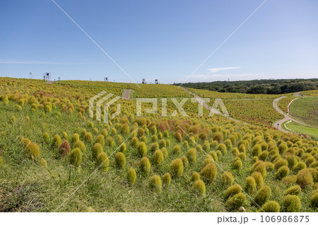 国営ひたち海浜公園 みはらしの丘のコキア 国営ひたち海浜公園 みはらしの丘のコキア 106986875