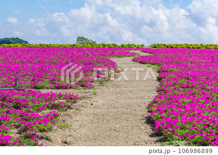 ピンクのマツバボタンの咲く丘　愛知県南知多 106986899