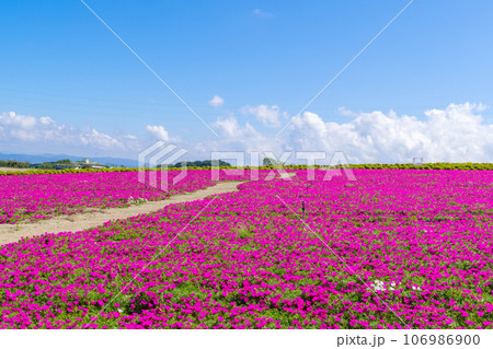 ピンクのマツバボタンの咲く丘 愛知県南知多 ピンクのマツバボタンの咲く丘 愛知県南知多 106986900