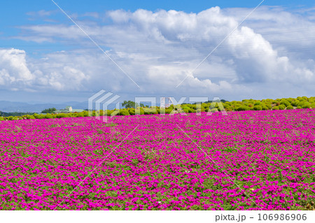 ピンクのマツバボタンの咲く丘 愛知県南知多 ピンクのマツバボタンの咲く丘 愛知県南知多 106986906