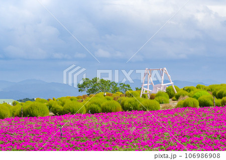 マツバボタンの咲く丘の白いブランコ 愛知県南知多 マツバボタンの咲く丘の白いブランコ 愛知県南知多 106986908