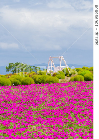 マツバボタンの咲く丘の白いブランコ 愛知県南知多 マツバボタンの咲く丘の白いブランコ 愛知県南知多 106986909