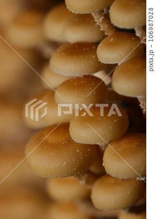 小さくてかわいいセンボンイチメガサの笠群（マクロレンズ使用・ストロボ＋自然光・接写写真） 106987028