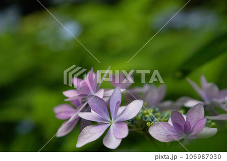 薄紫色の額紫陽花 薄紫色の額紫陽花 106987030
