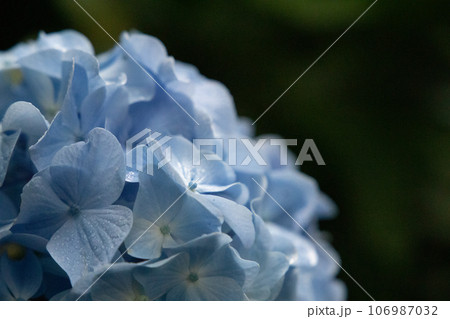 雨に打たれた紫陽花 106987032