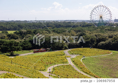 国営ひたち海浜公園 みはらしの丘から見る観覧車 国営ひたち海浜公園 みはらしの丘から見る観覧車 106987058