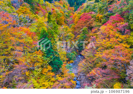 三途川渓谷（秋） 106987196