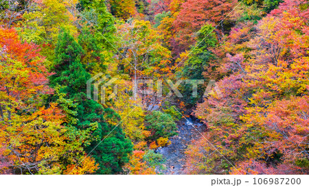 三途川渓谷（秋） 106987200