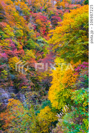 三途川渓谷（秋） 106987225