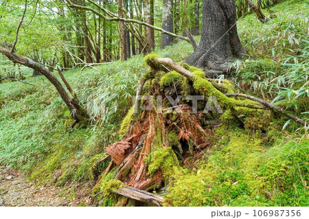 大台ヶ原山で見たひっそりとたたずむ苔むした枯れ木 106987356