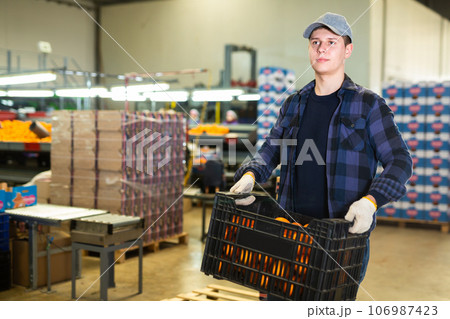 Guy fruit sorting factory worker stacking boxes with tangerines 106987423