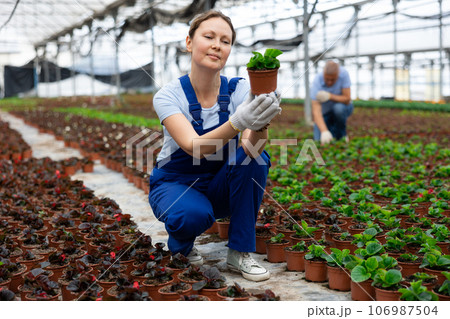 Middle aged woman worker sitting down holding a pot of peperomia in greenhouse Middle aged woman worker sitting down holding a pot of peperomia in greenhouse 106987504
