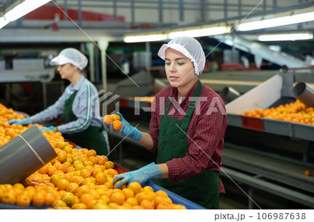 Two young women sorts tangerines on a conveyor line. Fruit quality check. 106987638