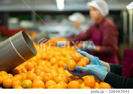 Manual selection and rejection of tangerines on conveyor line in packing plant. 106987641