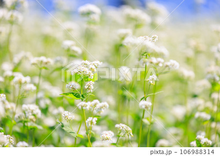 蕎麦の白い花 蕎麦の白い花 106988314