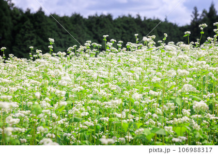 蕎麦の白い花 106988317