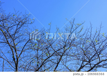 枯れ木 青空 シンプル イメージ 秋素材 106988368