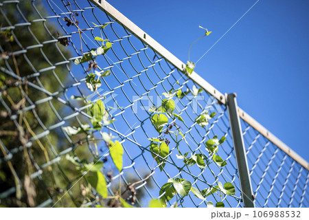 フェンス 田舎 秋 イメージ 106988532