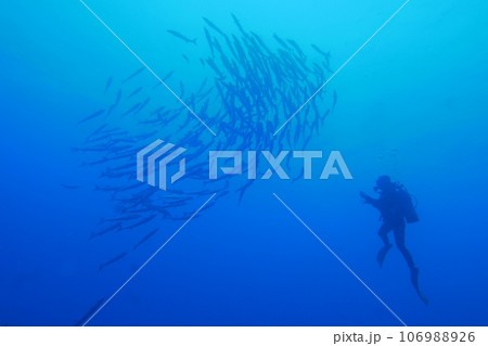 Scuba diving at Blue corner in Palau. Diving on the reefs of the Palau archipelago. Scuba diving at Blue corner in Palau. Diving on the reefs of the Palau archipelago. 106988926